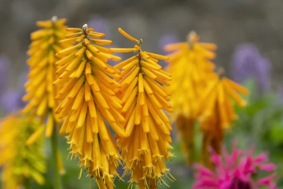 Drei gelbe Fackellilienblüten